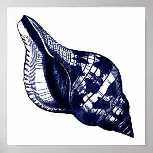 Poster Coquillage Tulip en bleu