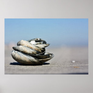 Poster Coquillages