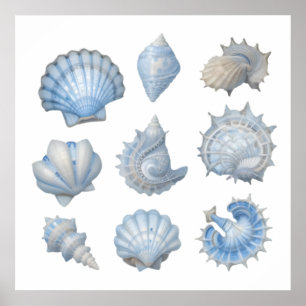 Poster Coquillages à l'aquarelle bleue et blanche – Nurse