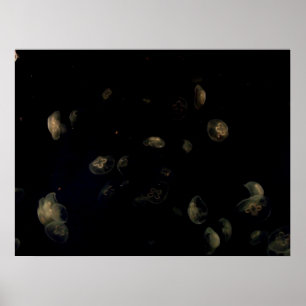 Poster Coquillages blancs