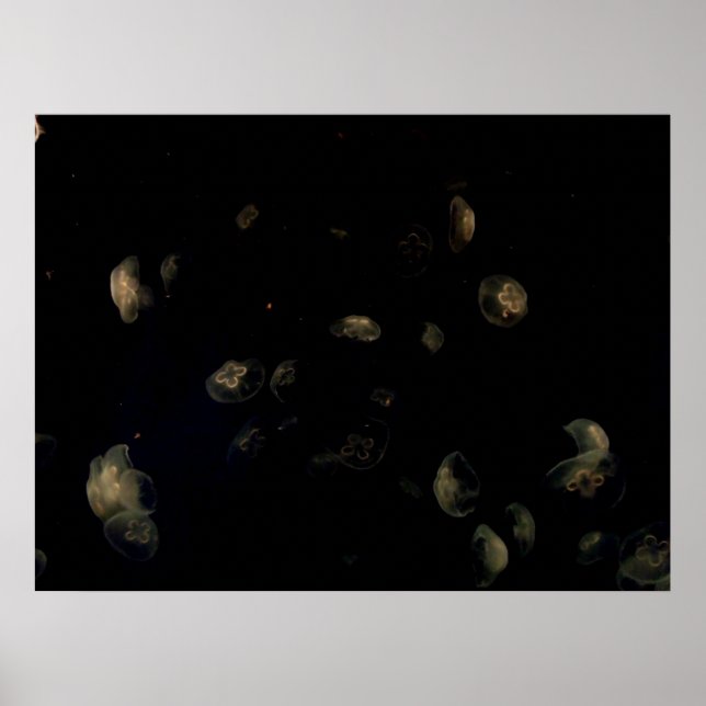 Poster Coquillages blancs (Devant)