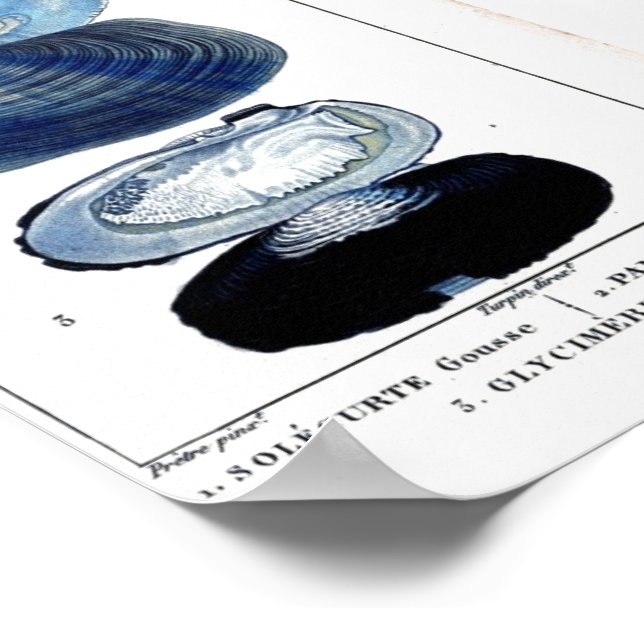 Poster coquillages bleus vintage botanique (Coin)