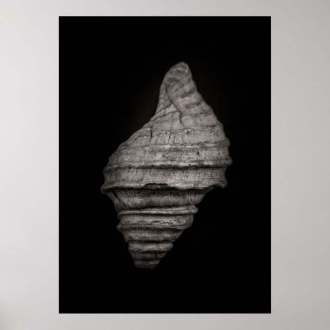 Poster Coquillages N°10 (Devant)