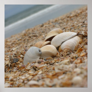 Poster Coquillages sur la plage Photographie d'art