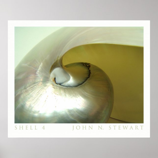 Poster Coquille #4 (Devant)