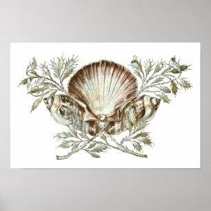 Poster Coquille blanche