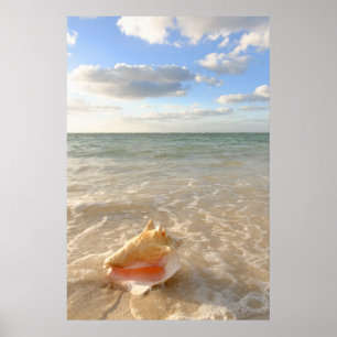 Poster Coquille De Conche Dans Le Sable Sur La Plage Trop