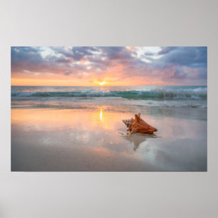 Poster Coquille de conches sur la plage   Jamaïque