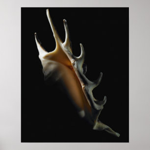 Poster Coquille de cône