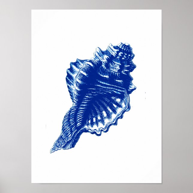 Poster Coquille de conque, bleu d'Indigo et blanc (Devant)