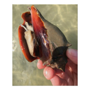 Poster Coquille de conque de combat vivante