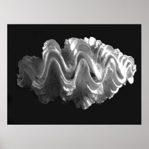 Poster Coquille de coquille de coquille tridacna