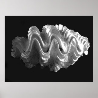 Poster Coquille de coquille de coquille tridacna