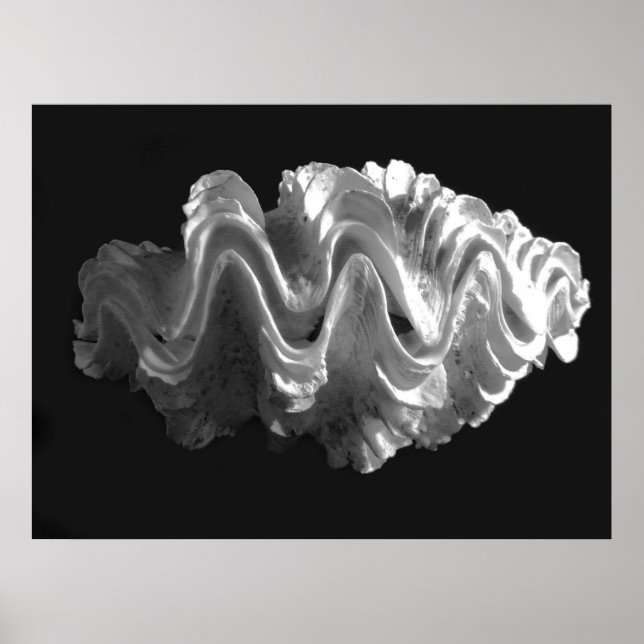 Poster Coquille de coquille de coquille tridacna (Devant)