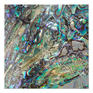 Poster Coquille de la reine paua