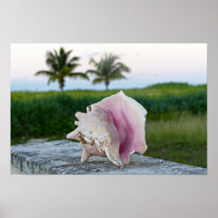 Poster Coquille de l'Escargot de Mer reine sur un mur, Le