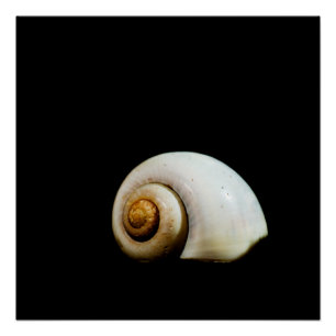Poster Coquille de lune
