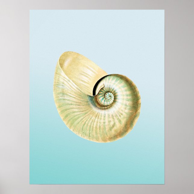 Poster Coquille de Nautilus (Devant)