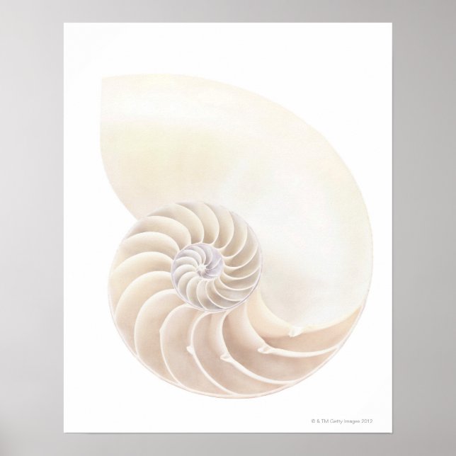Poster Coquille de Nautilus, gros plan (Devant)
