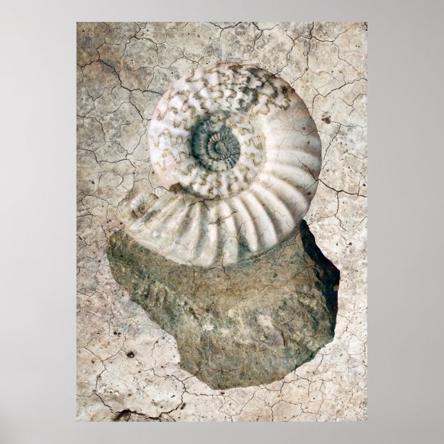 POSTER COQUILLE DE NAUTILUS SPIRALE (Devant)