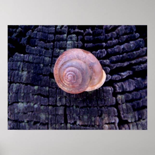 Poster Coquille d'escargot (Devant)