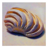 Coquille impériale de Vénus