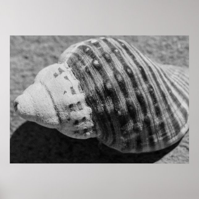 Poster Coquille océanique noir et blanc (Devant)