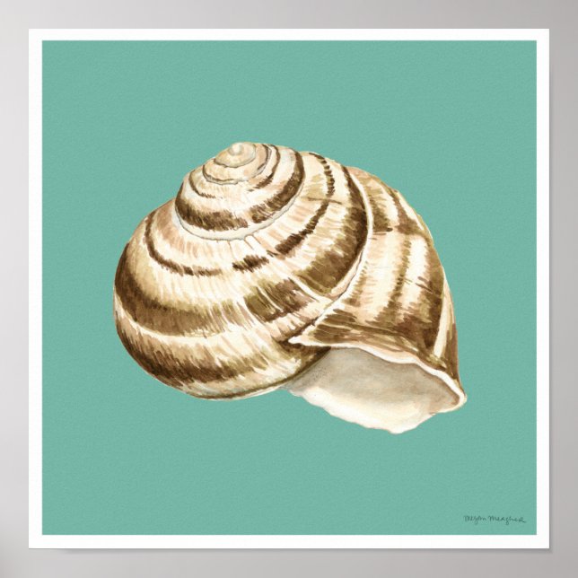 Poster Coquille striée Sepia sur Turquoise (Devant)