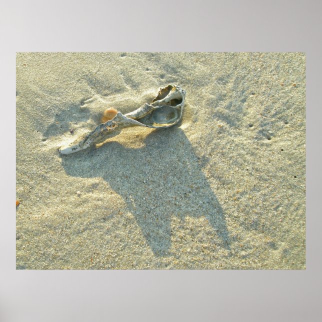 Poster Coquille Wave Washed (Devant)