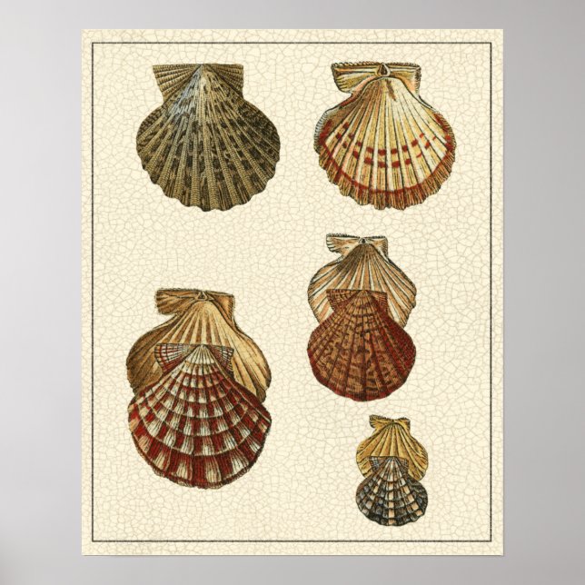 Poster Coquilles antiques craquelées (Devant)