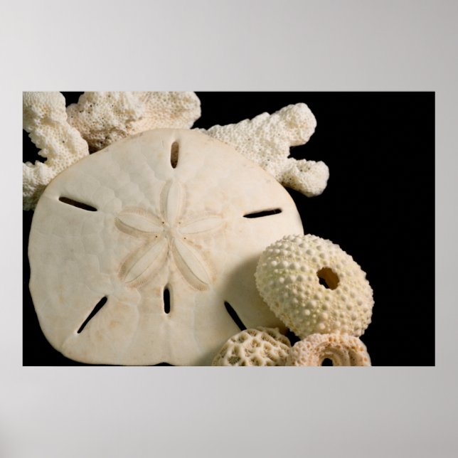 Poster Coquilles blanches et dollar de sable (Devant)