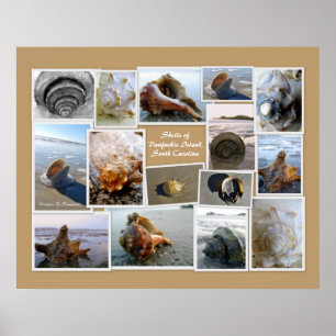Poster Coquilles de l'île Daufuskie, SC