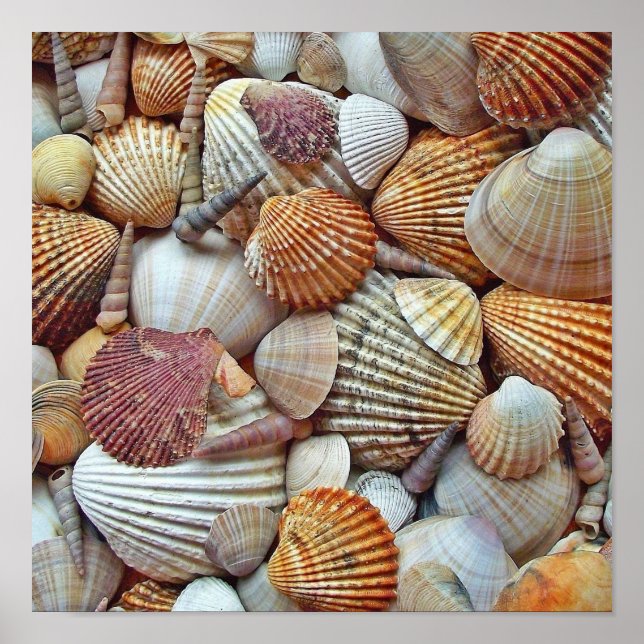 Poster Coquilles de mer (Devant)