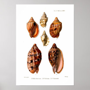 Poster Coquilles de Voluta