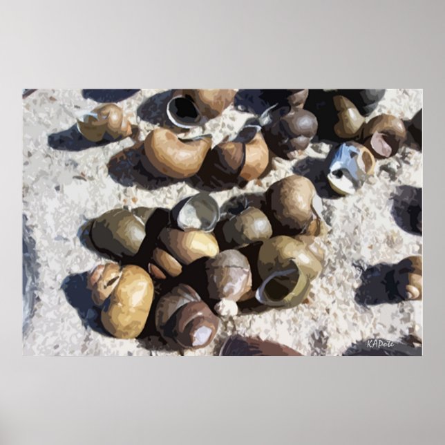 Poster Coquilles d'escargots d'eau douce (texturé) (Devant)
