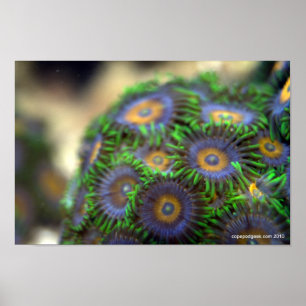 Poster Corail 1 de Zoanthid