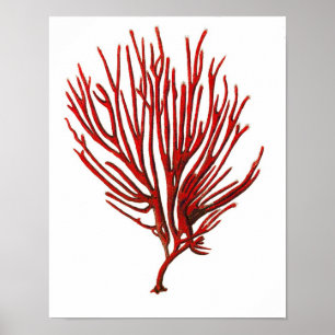 Poster Corail chaud de la mer Rouge n° 12 Beach Wall Art 