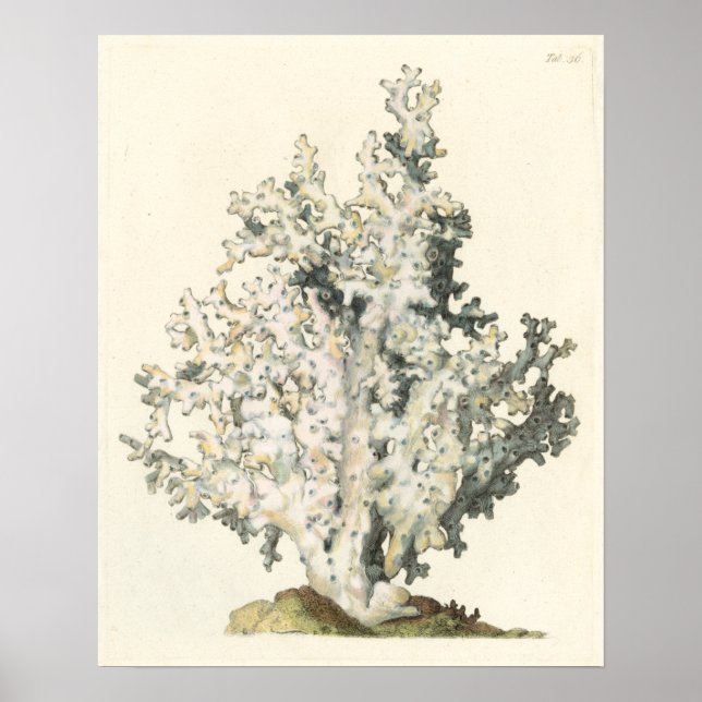 Poster Corail d'aquarelle antique (Devant)