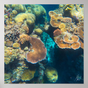 Poster Corail de la Grande Barrière de Corail signé - #3