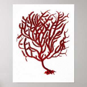 Poster Corail de la mer Rouge chaud n° 11 Beach Wall Art 