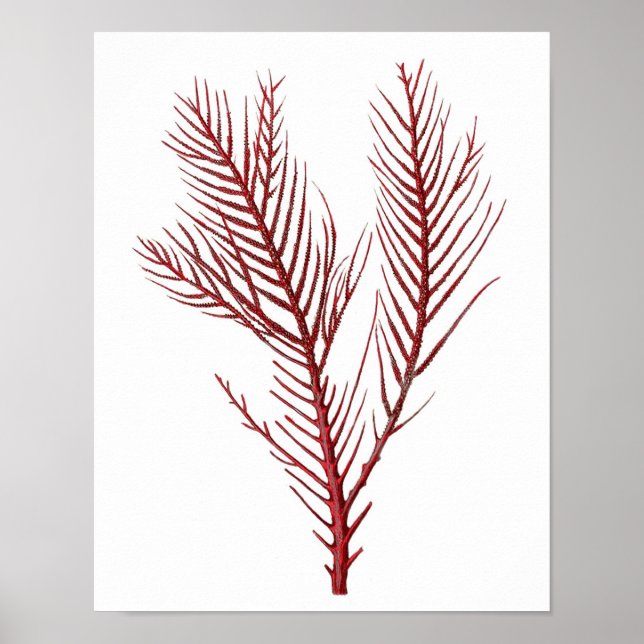 Poster Corail de la mer Rouge chaud no.10 Beach Wall Art  (Devant)