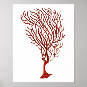 Poster Corail de la mer Rouge chaud no 5 Plage Wall Art I