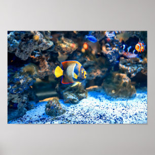 Poster Corail de poisson tropical sous-marin