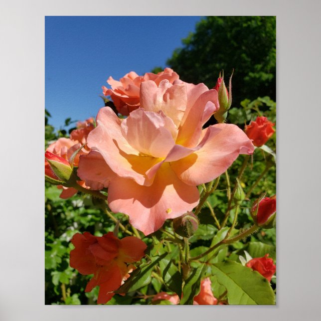 Poster Corail de rose Westerland (Devant)