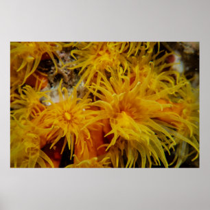 Poster Corail de tasse orange