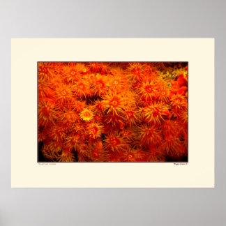 Poster Corail floral - Bonaire