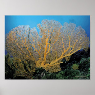 Poster Corail gorgonien