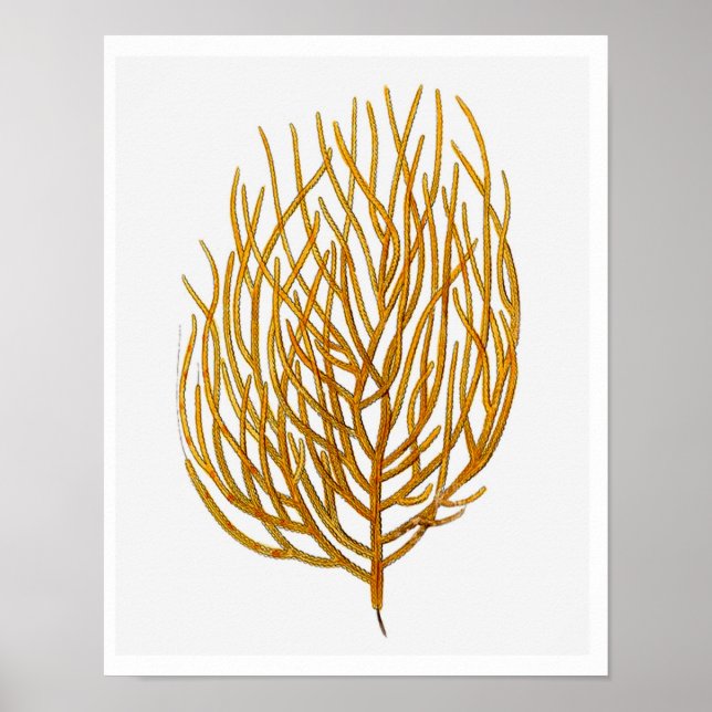 Poster Corail marin n° 9 Antique Histoire naturelle Impri (Devant)