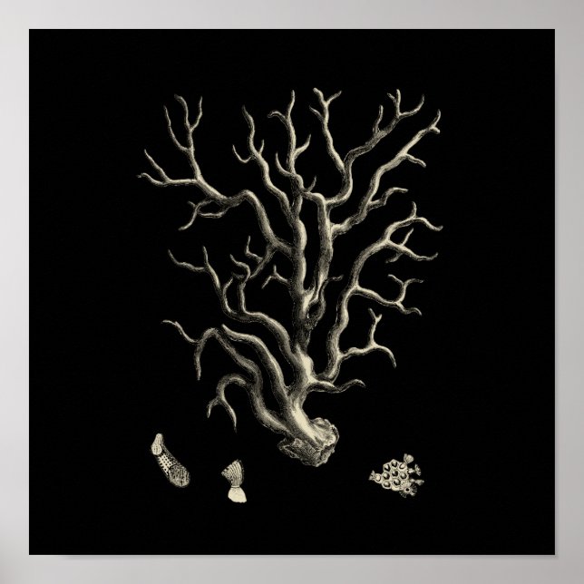 Poster Corail noir et tan (Devant)