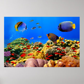 Poster Corail reef coloré,